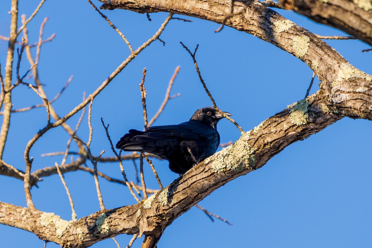 Ворона американська - ML646807791