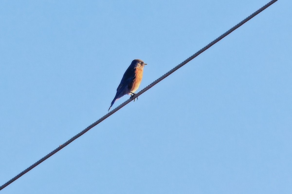 vestblåfugl - ML646807792