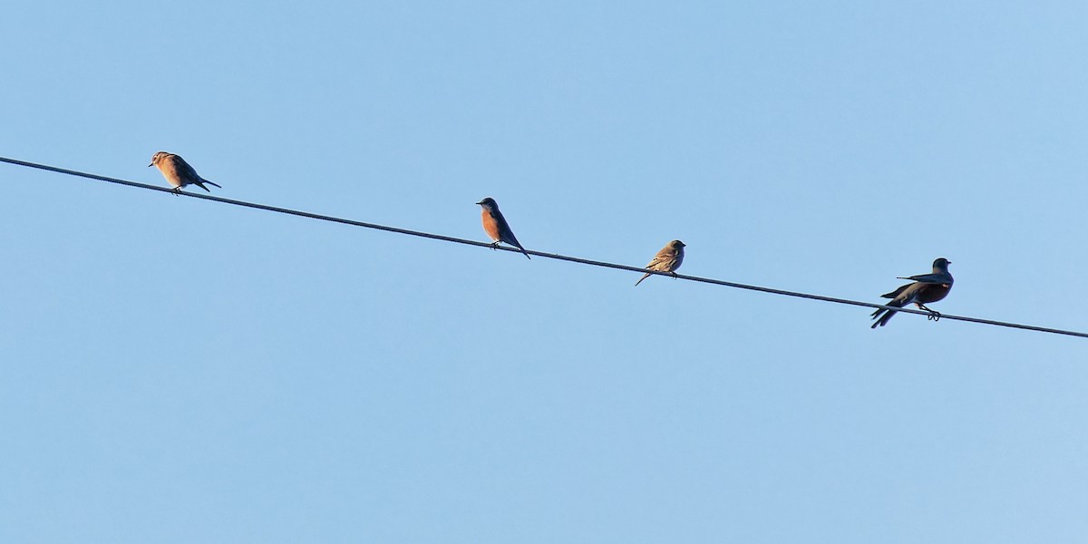 vestblåfugl - ML646807793