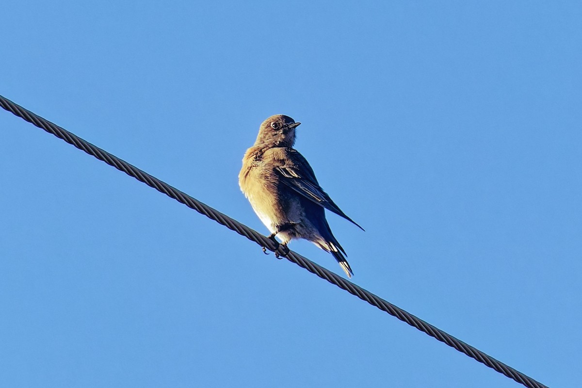 vestblåfugl - ML646807794