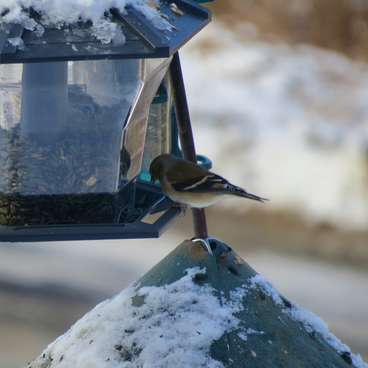 American Goldfinch - ML646807795