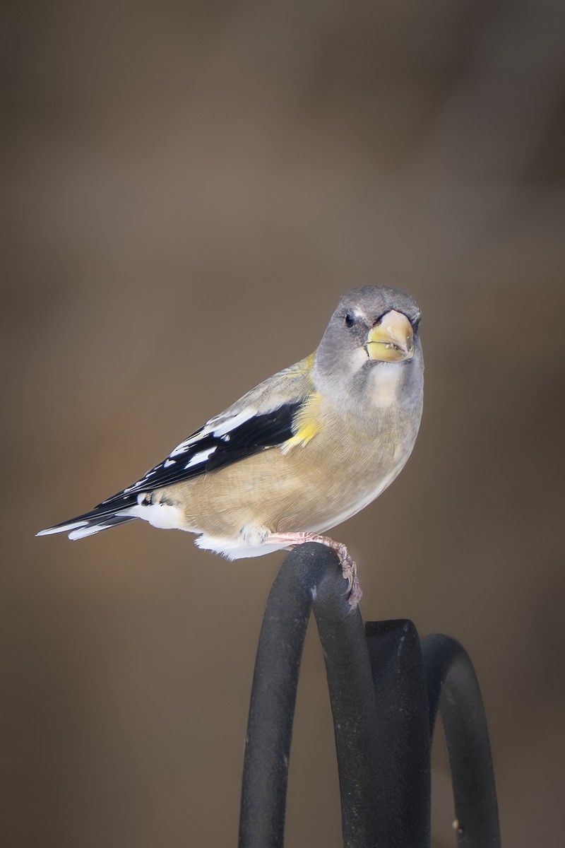 Evening Grosbeak - ML646807797