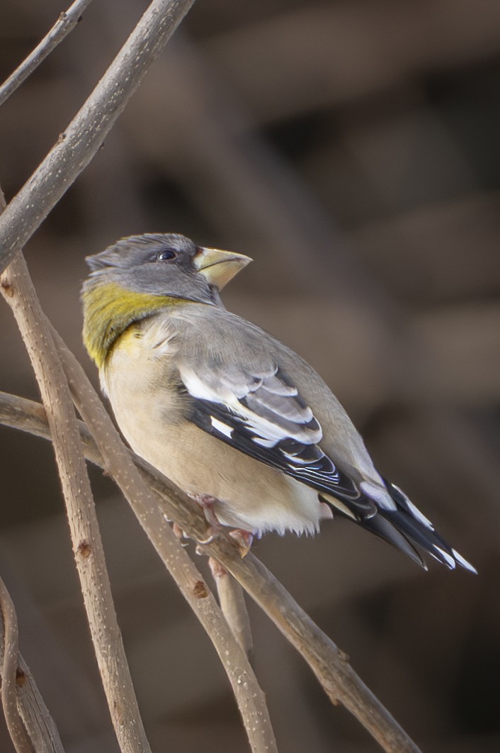 Evening Grosbeak - ML646807798