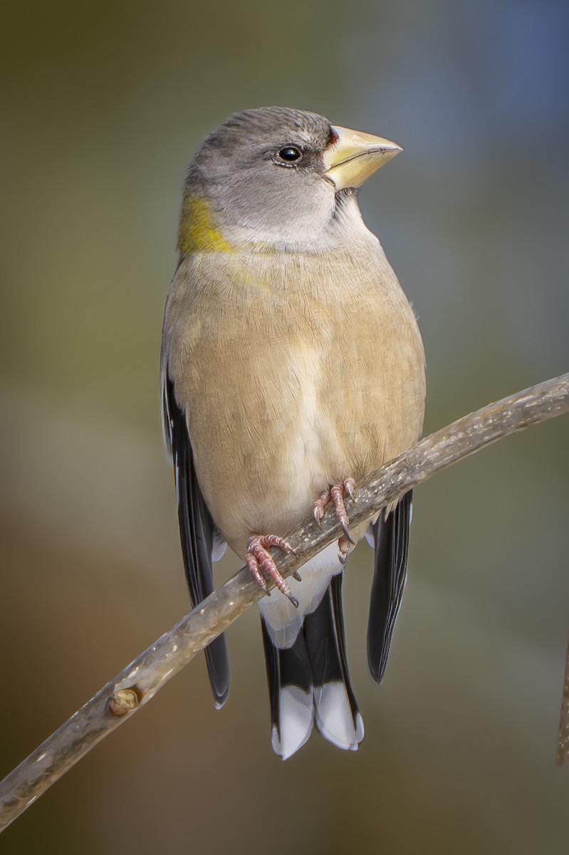 Evening Grosbeak - ML646807799