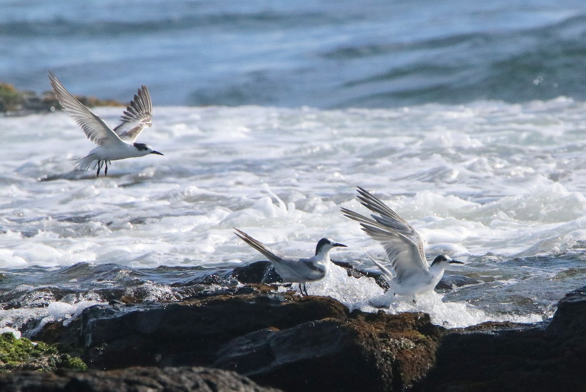 Common Tern - ML646807802