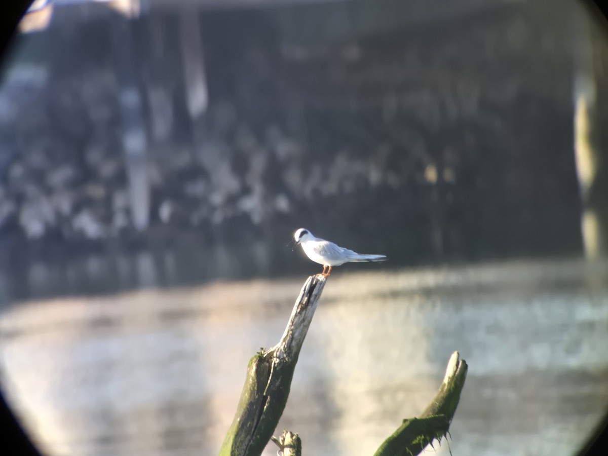 Forster's Tern - ML646807803