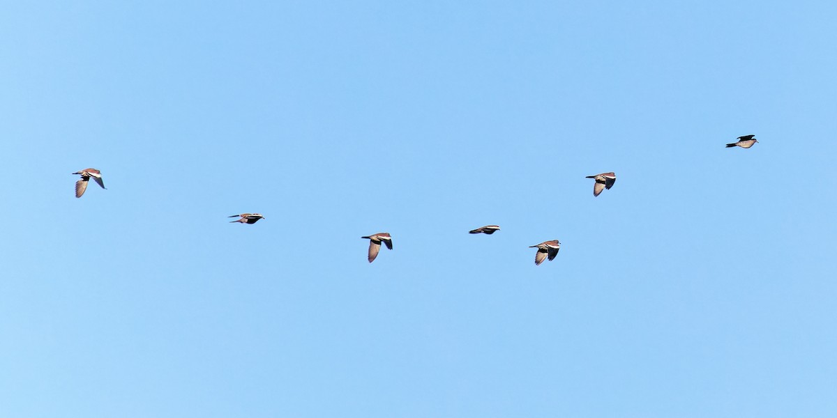 hvitvingedue - ML646807804