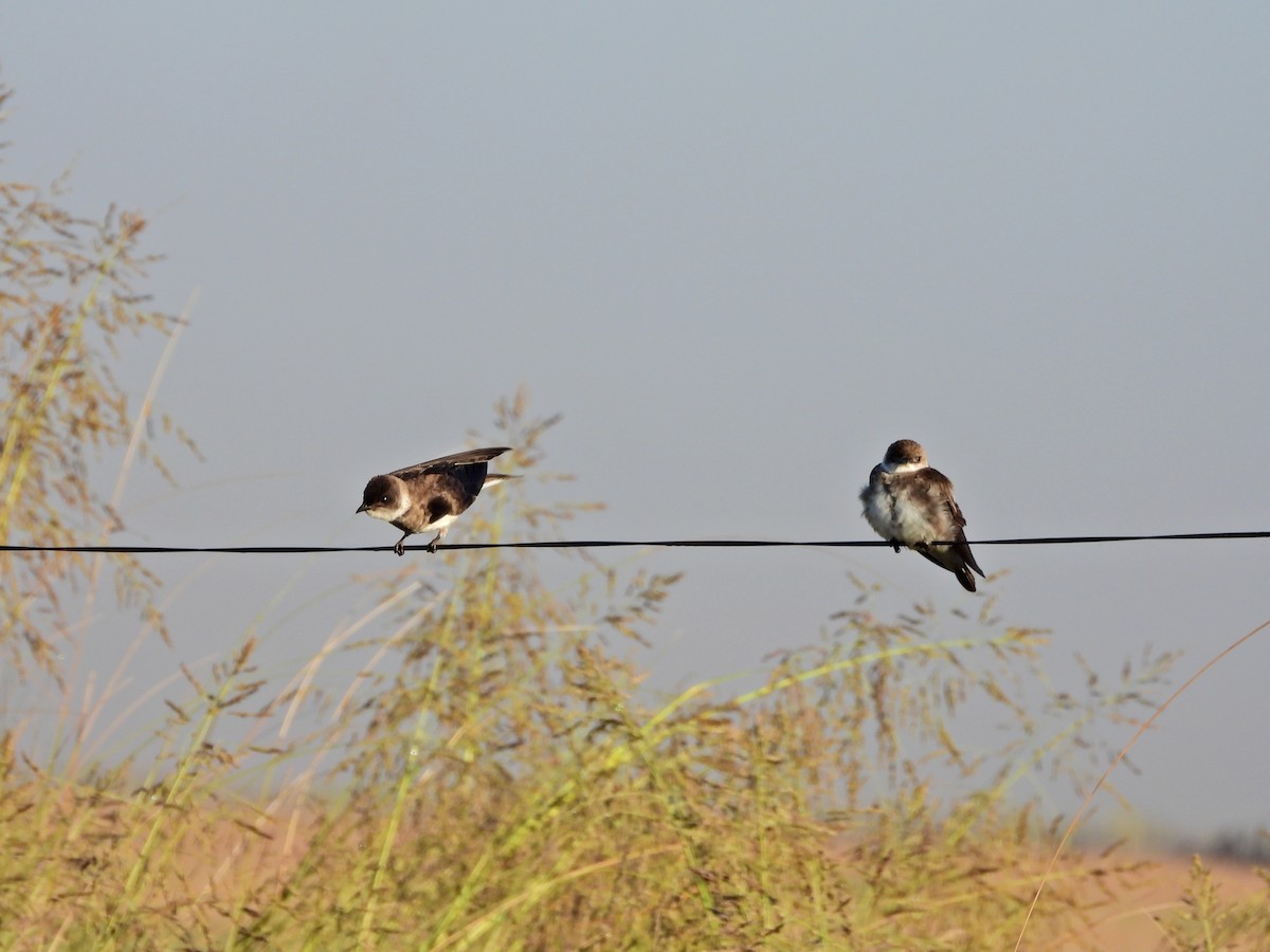 Golondrina Parda - ML646807805