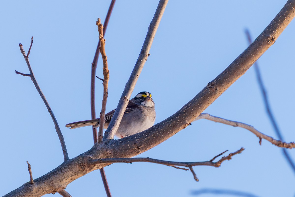 Бруант білогорлий - ML646807806
