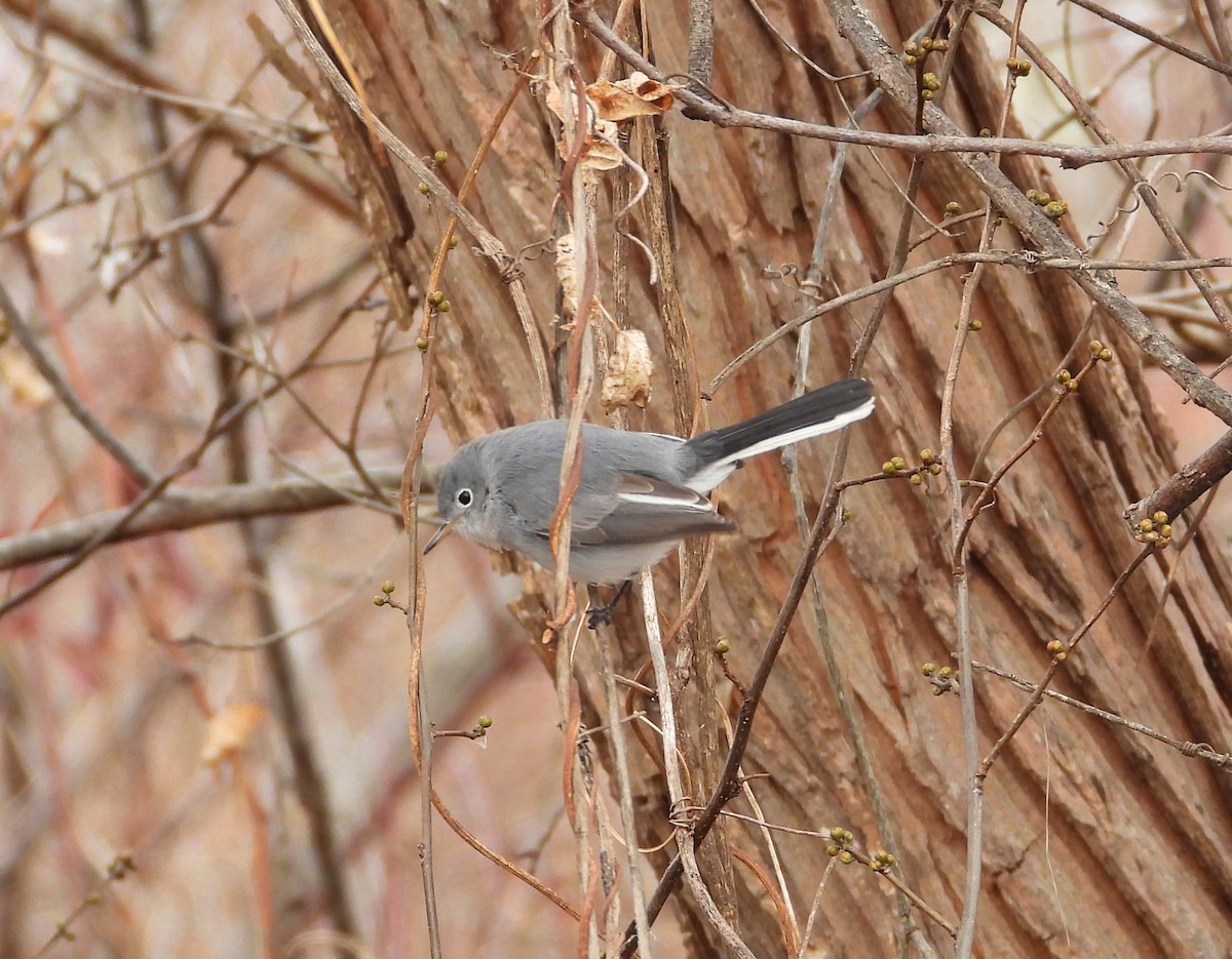 Комароловка сиза - ML646807807