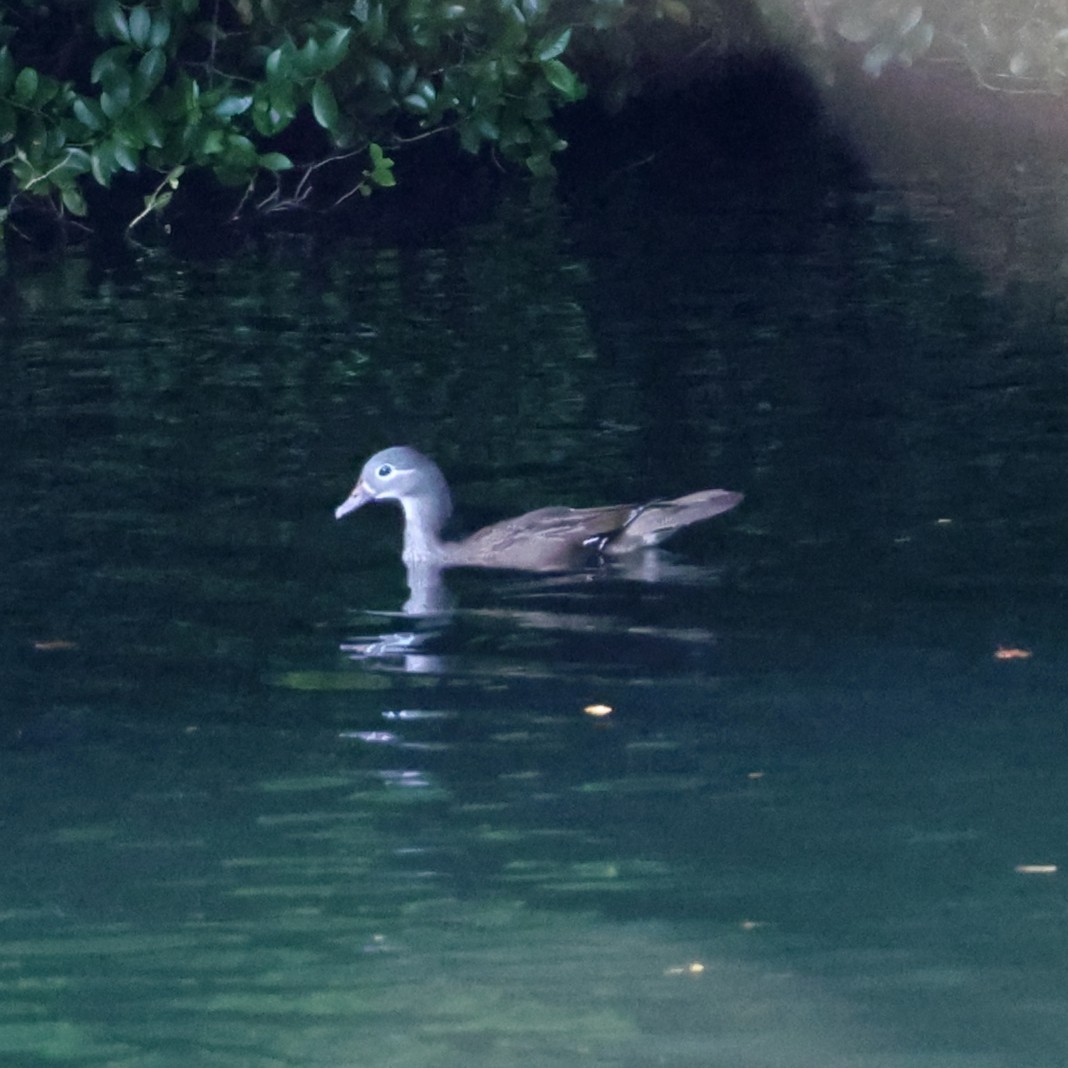 Pato Mandarín - ML646807809