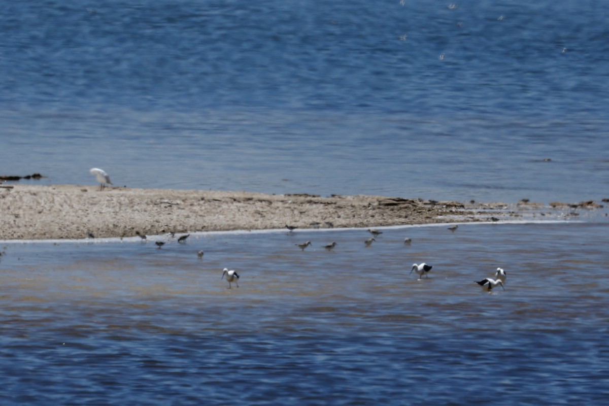 Banded Stilt - ML646807811