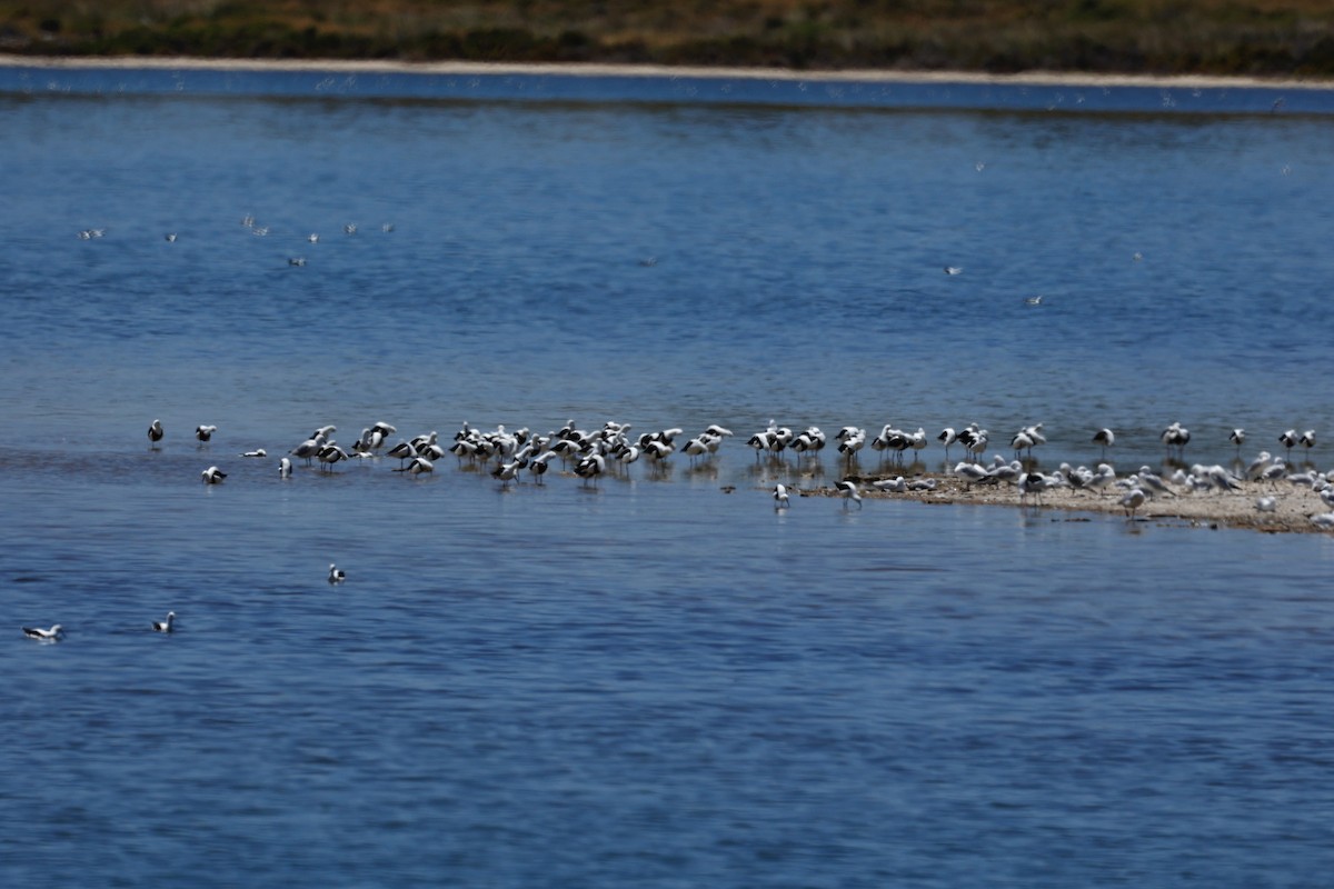 Banded Stilt - ML646807812