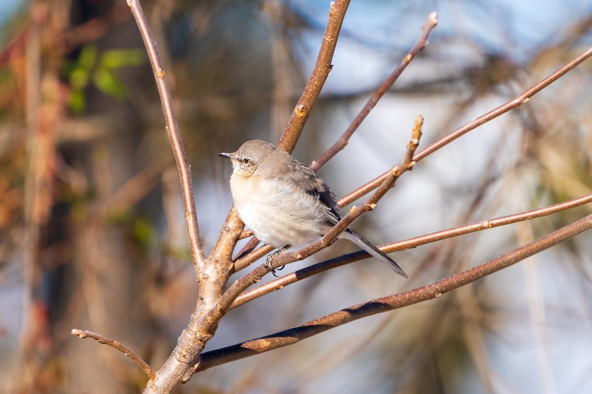 Пересмішник багатоголосий - ML646807813