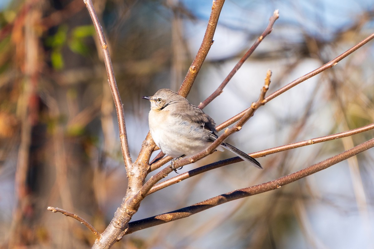 Пересмішник багатоголосий - ML646807814
