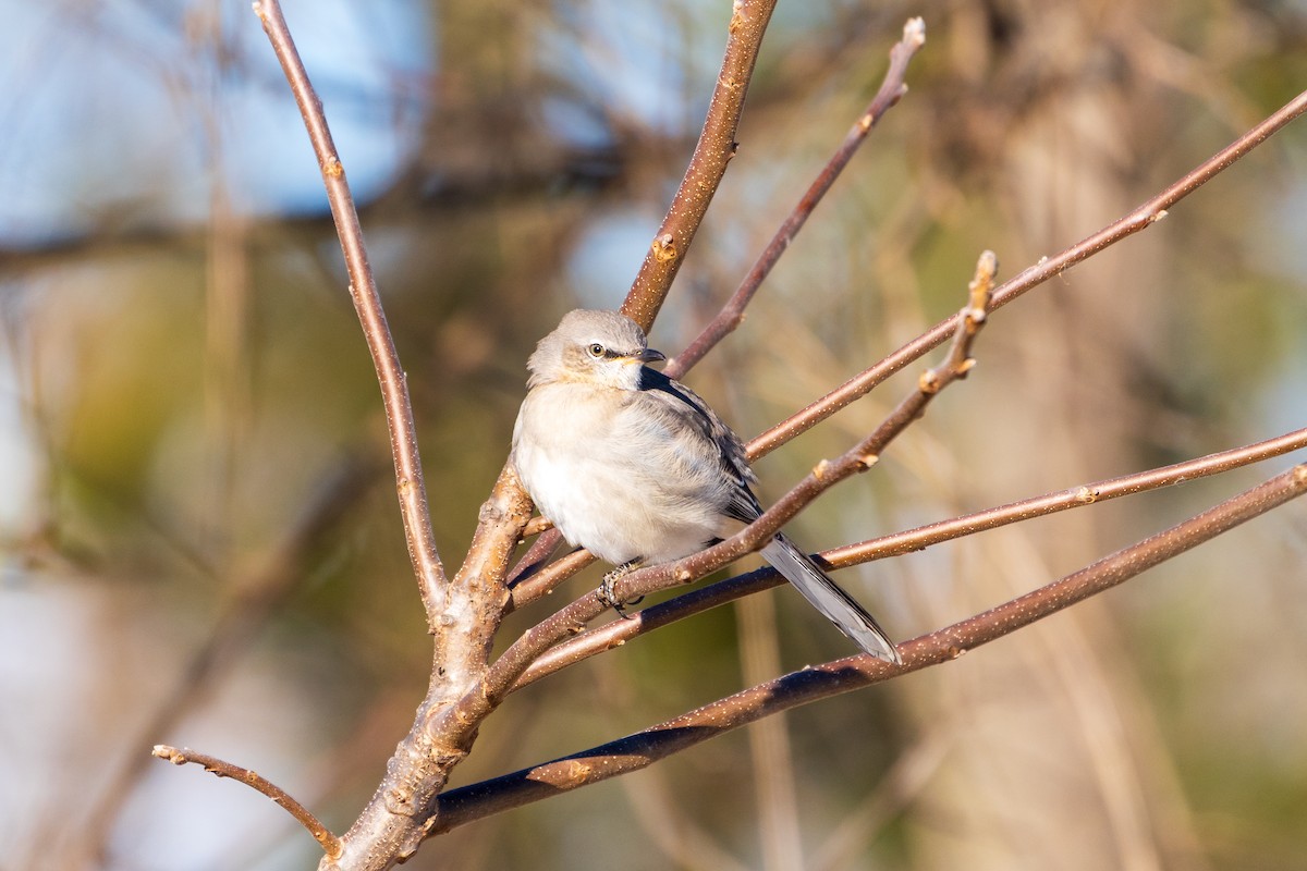 Пересмішник багатоголосий - ML646807815