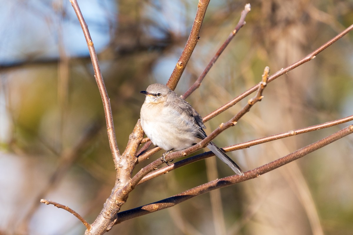 Пересмішник багатоголосий - ML646807816