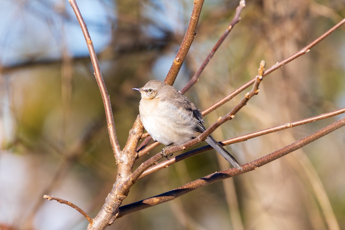 Пересмішник багатоголосий - ML646807817