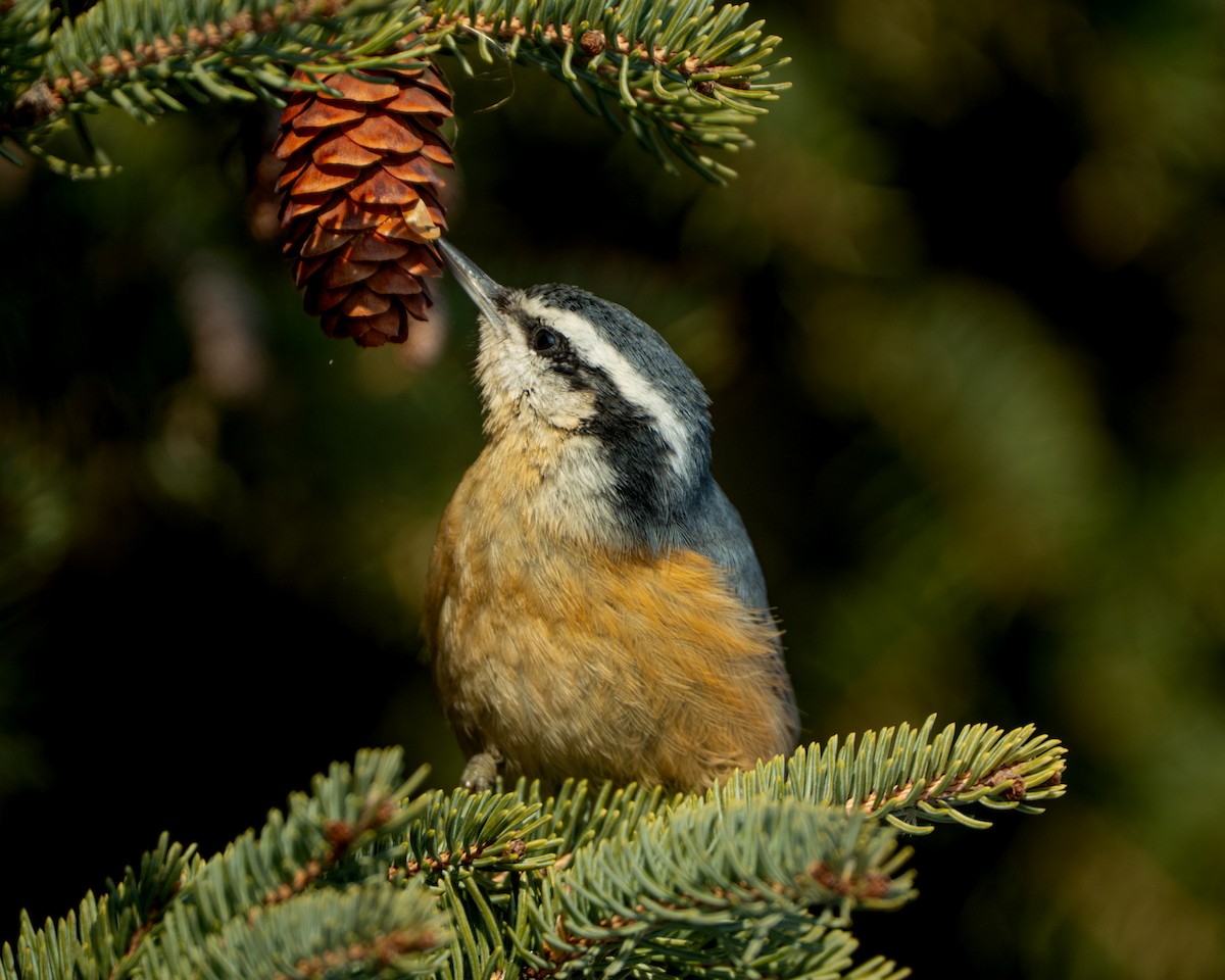 Повзик канадський - ML646807818
