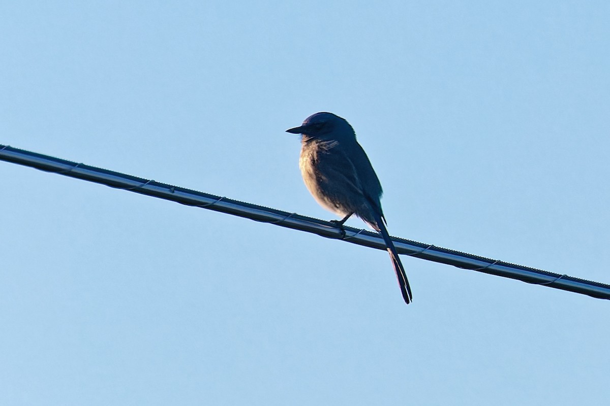 einerskrike (woodhouseii gr.) - ML646807827