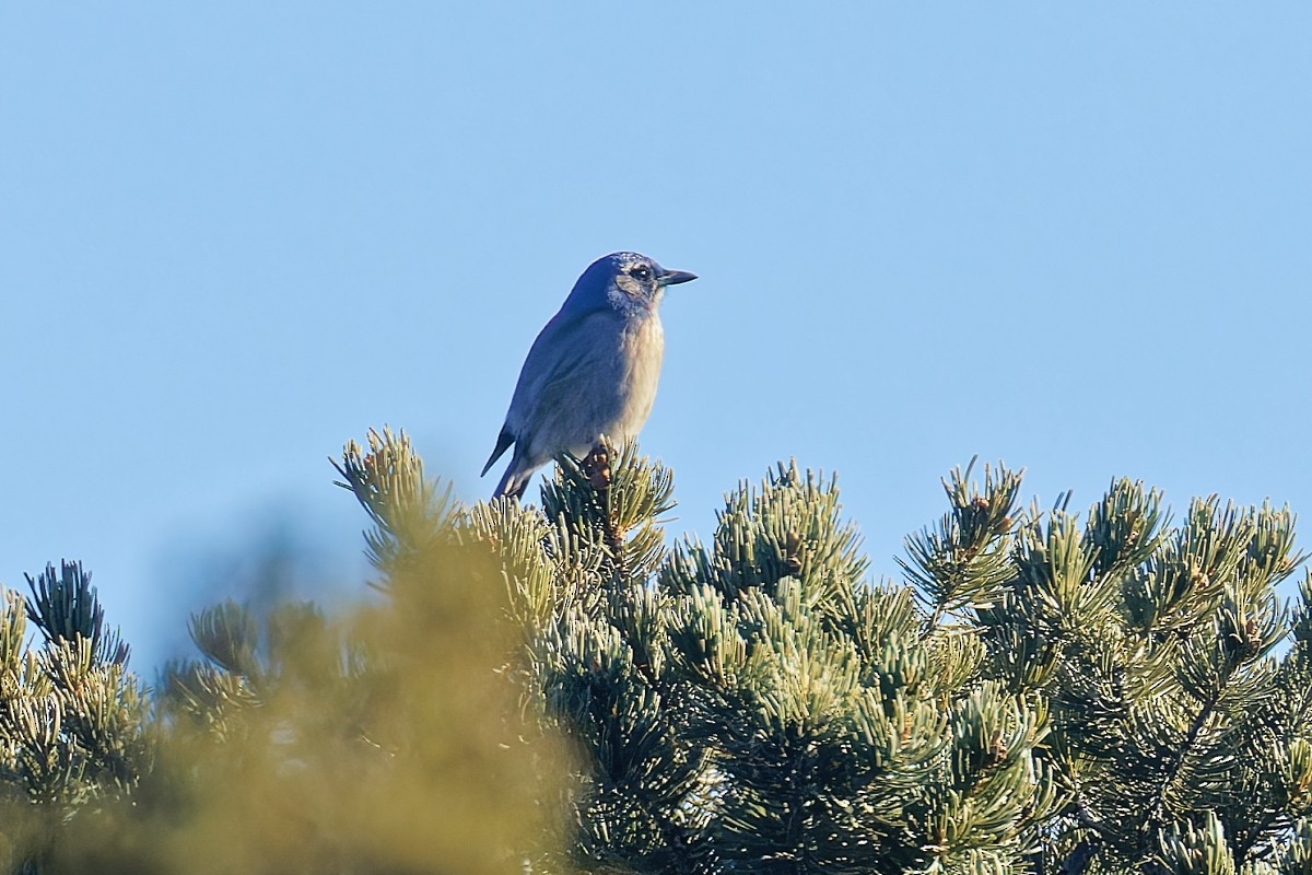 einerskrike (woodhouseii gr.) - ML646807828