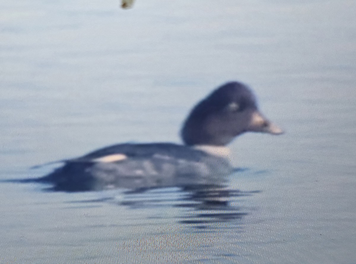 Common Goldeneye - ML646807829