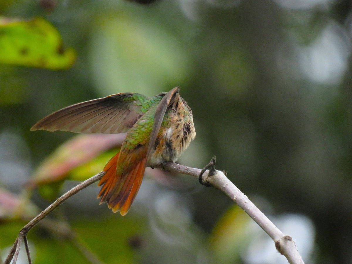 アカハシエメラルドハチドリ - ML646807838