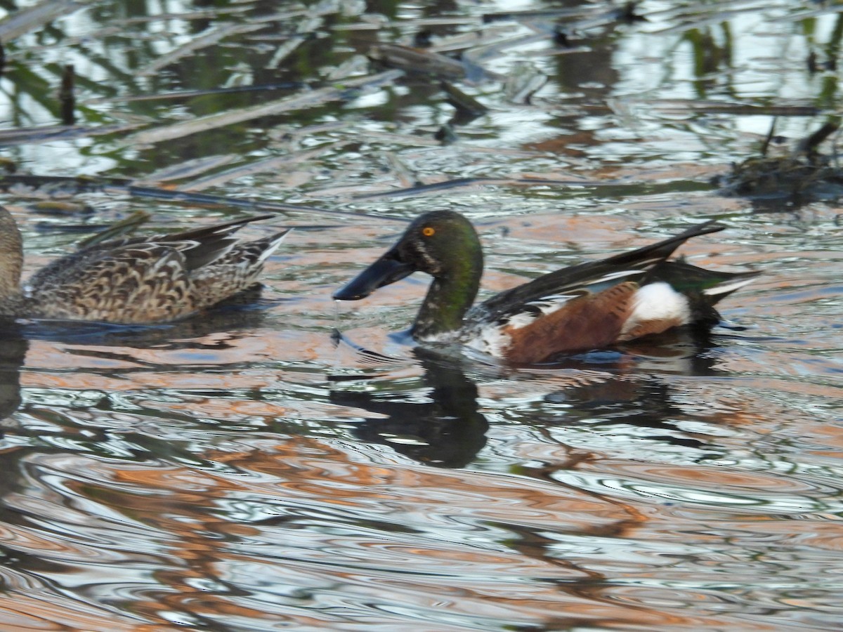 מרית צפונית - ML646807839