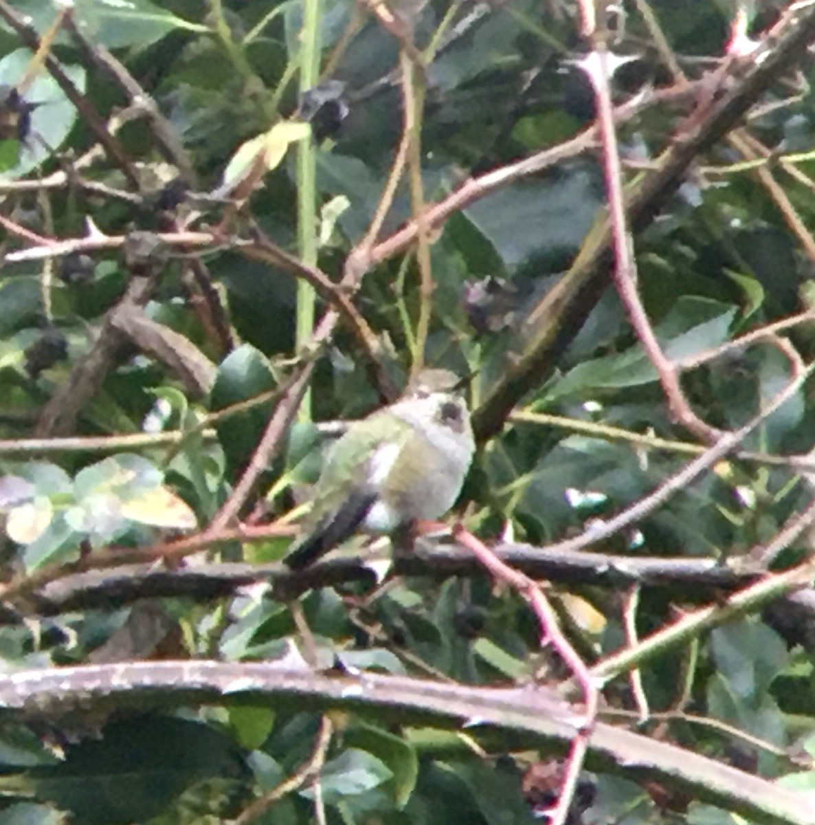 Anna's Hummingbird - ML646807846