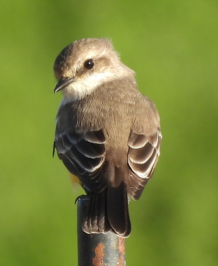 Vermilion Flycatcher - ML646807847