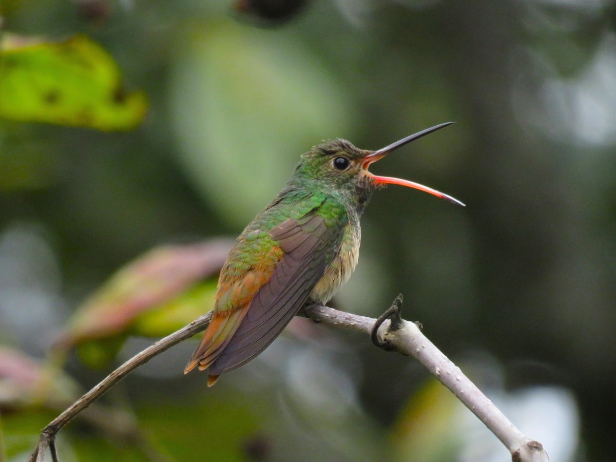 アカハシエメラルドハチドリ - ML646807848