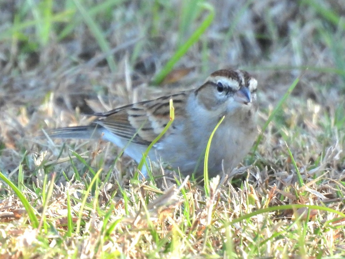 strnádka vrabcovitá - ML646807859