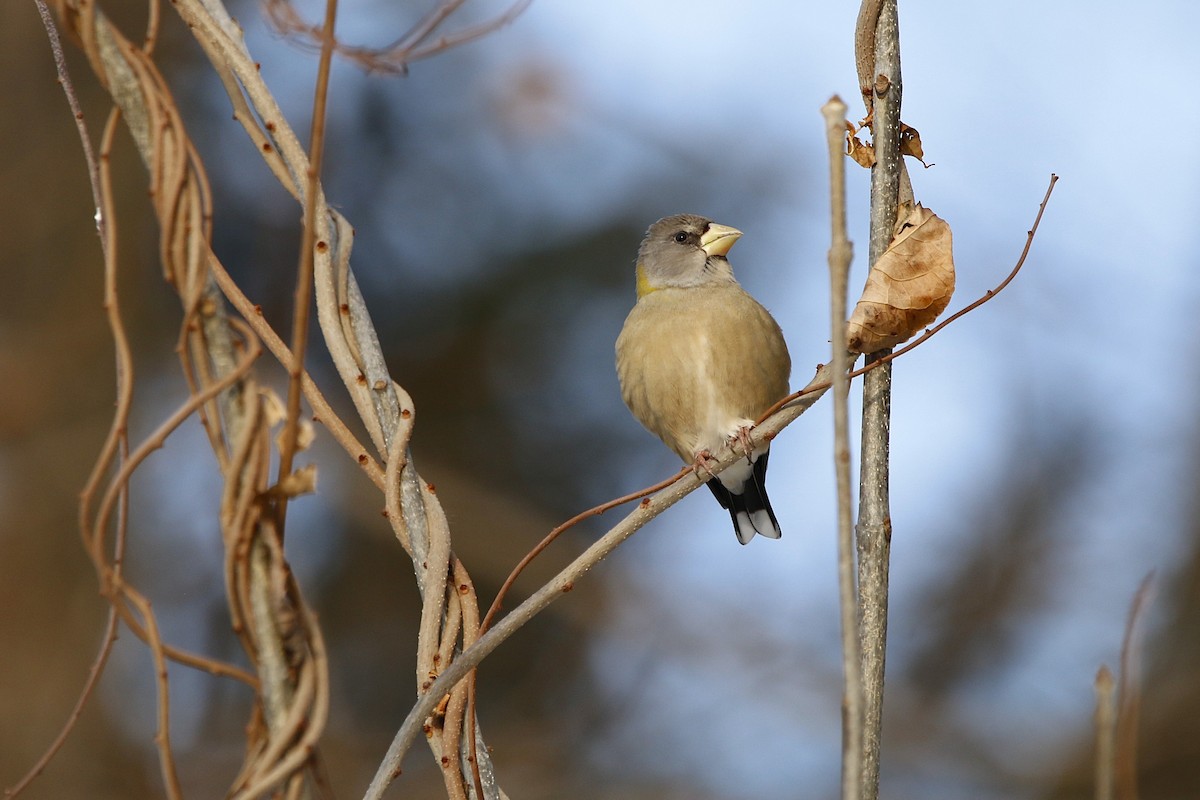 Evening Grosbeak - ML646807865