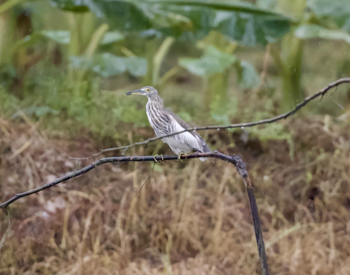 池鷺 - ML646807866