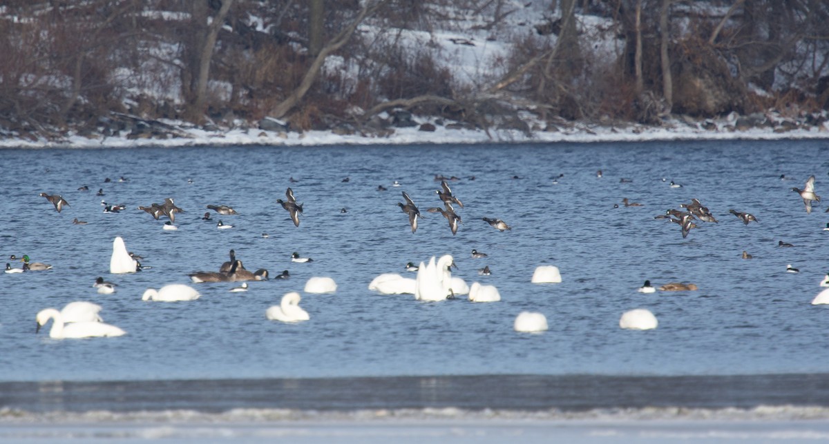צולל ימי - ML646807869