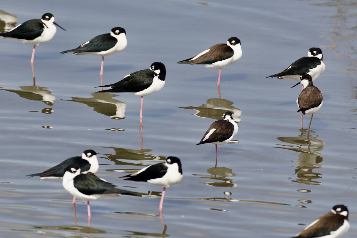 Black-necked Stilt - ML646807872