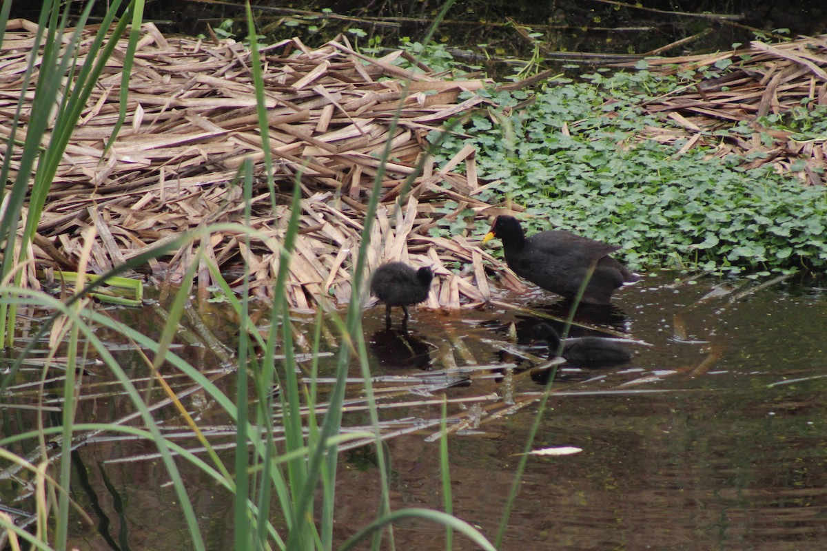 Red-fronted Coot - ML646807888