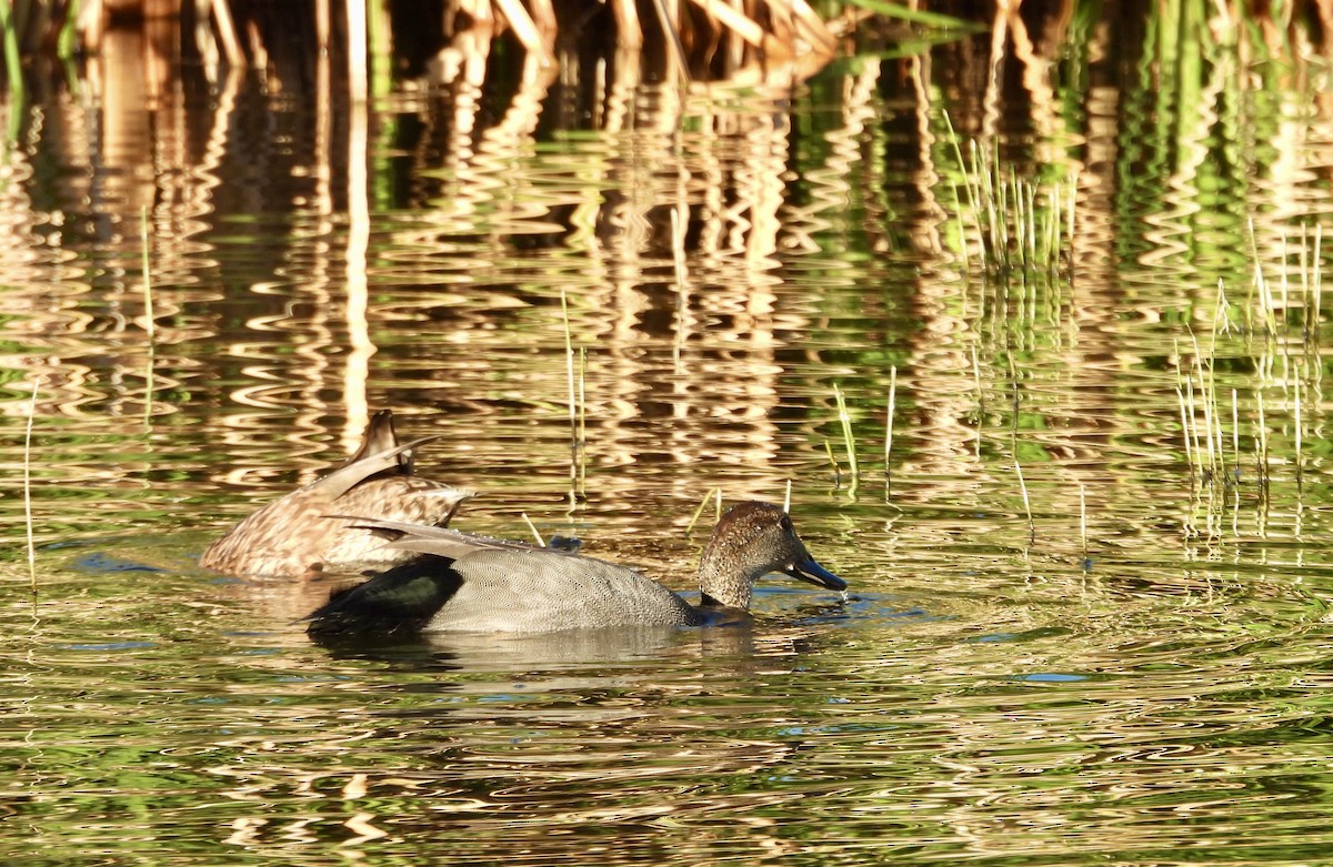 ברווז אפור - ML646807898