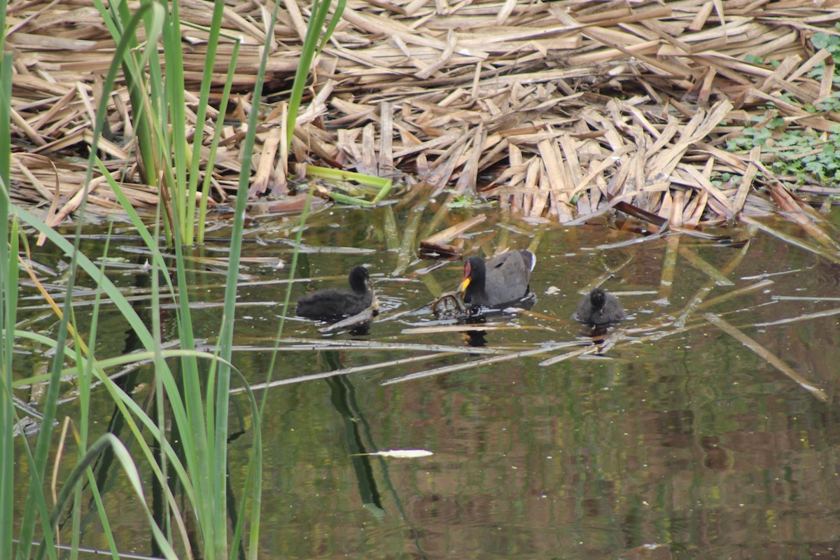 Red-fronted Coot - ML646807899