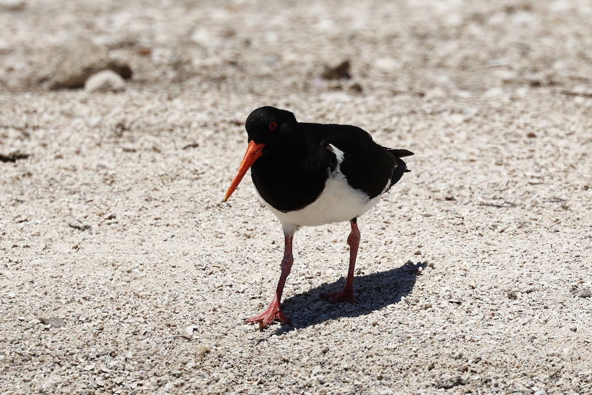 Pied Oystercatcher - ML646807903