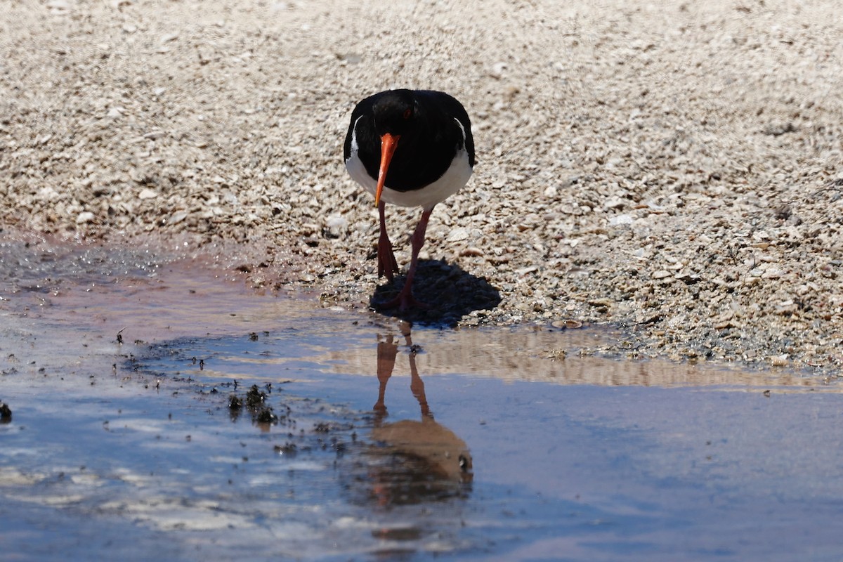 Pied Oystercatcher - ML646807905