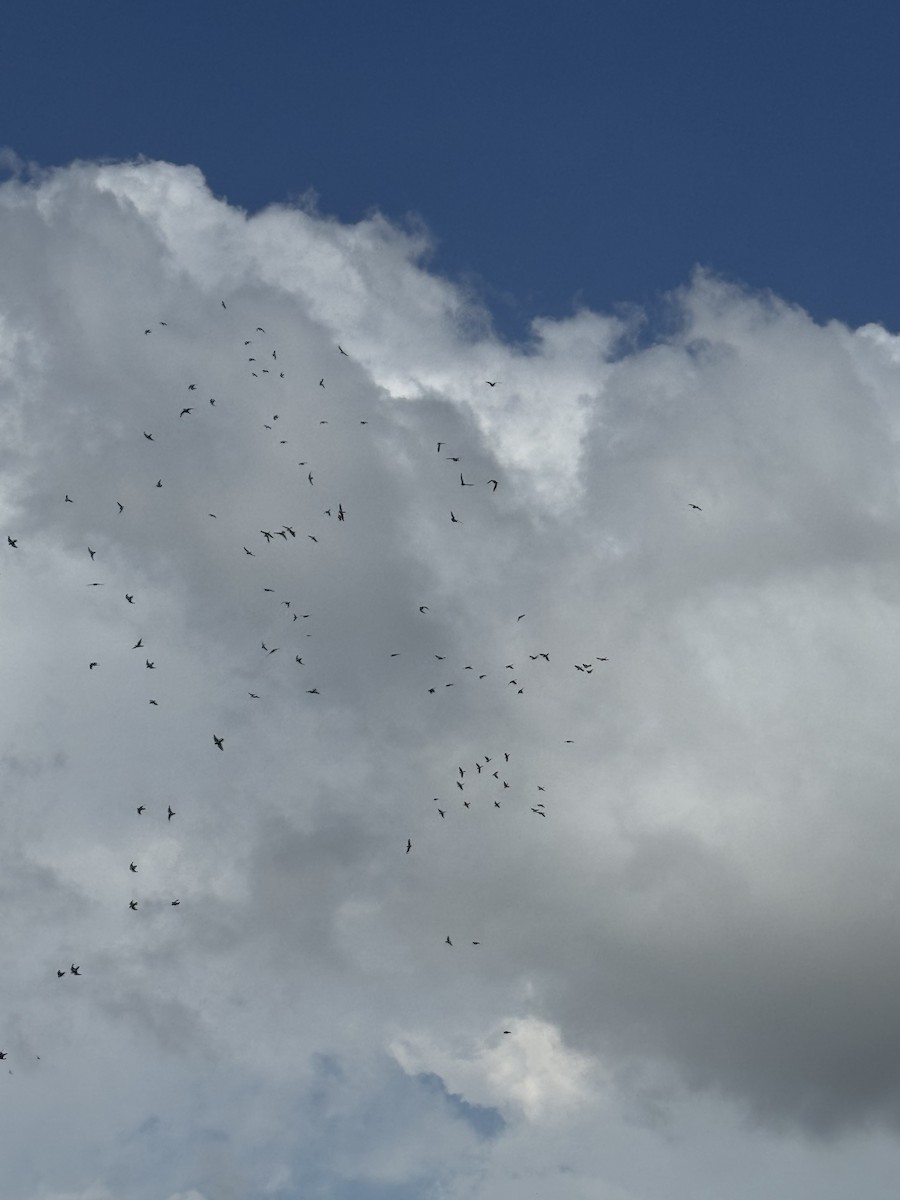Crimson-fronted Parakeet - ML646807919