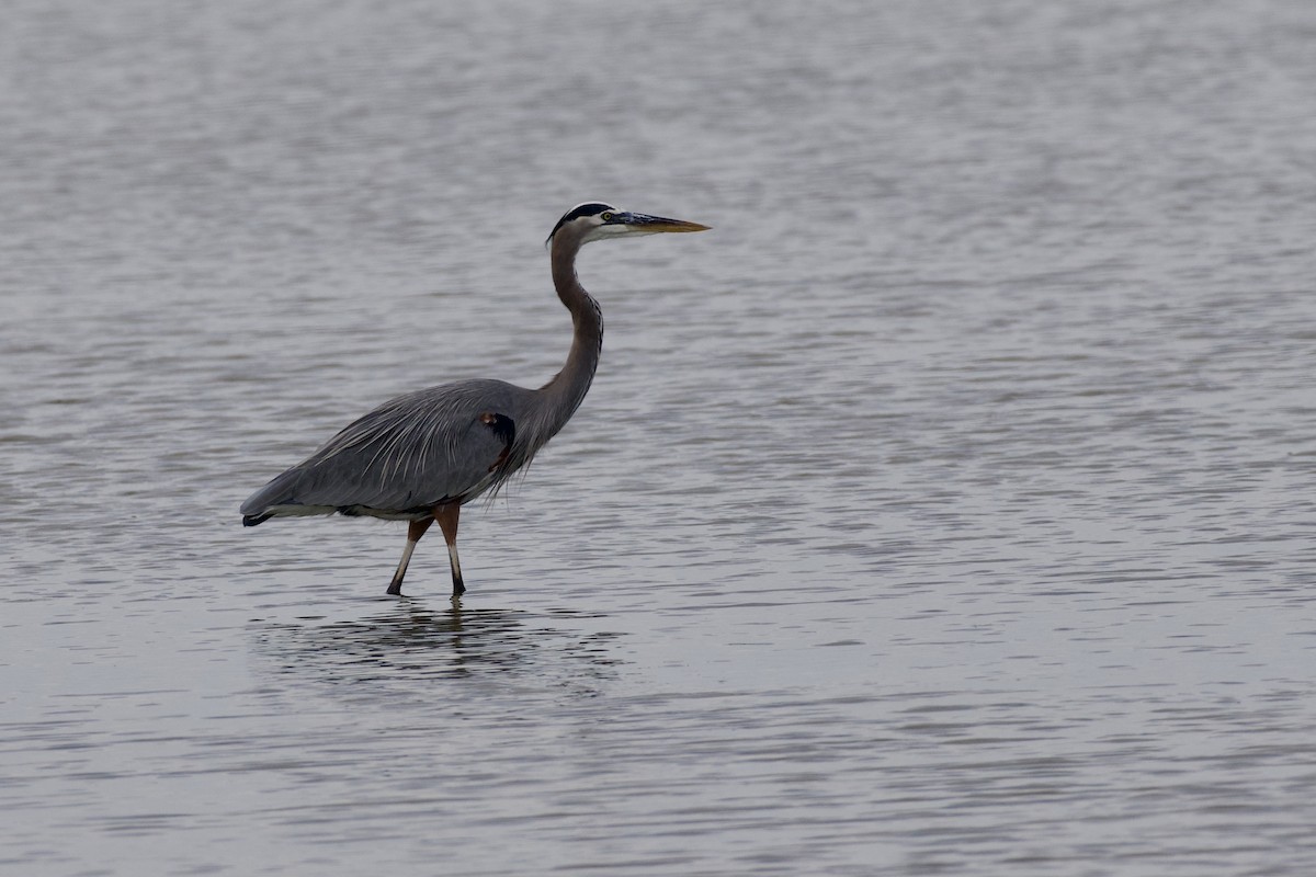 Great Blue Heron - ML646807920