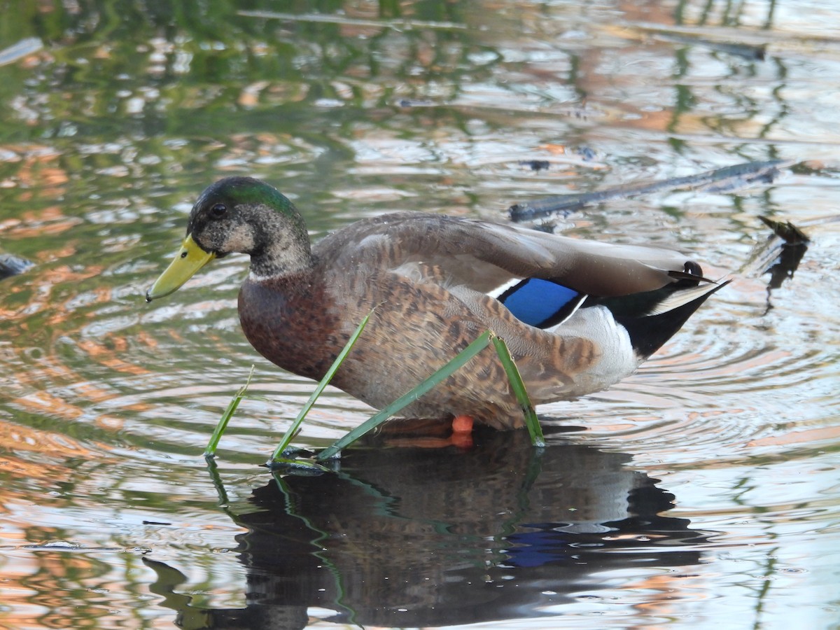 Canard colvert - ML646807921