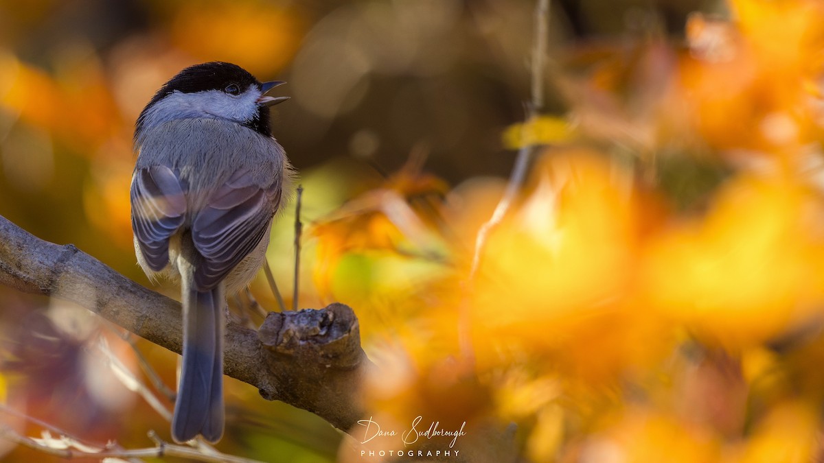 Каролинская гаичка - ML646807927