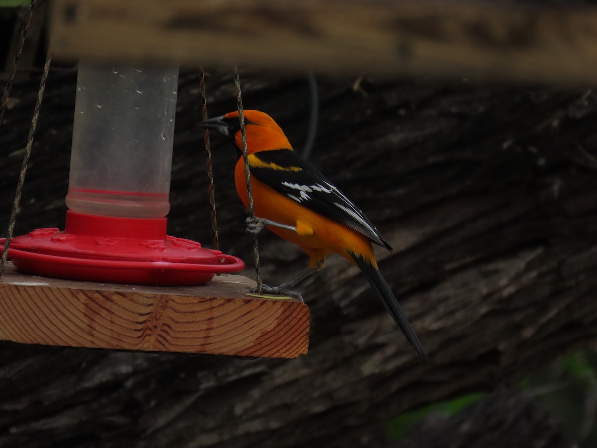 Altamira Oriole - ML646807928