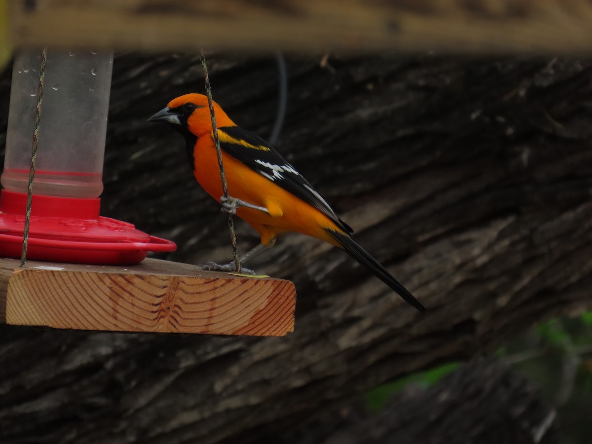 Altamira Oriole - ML646807929