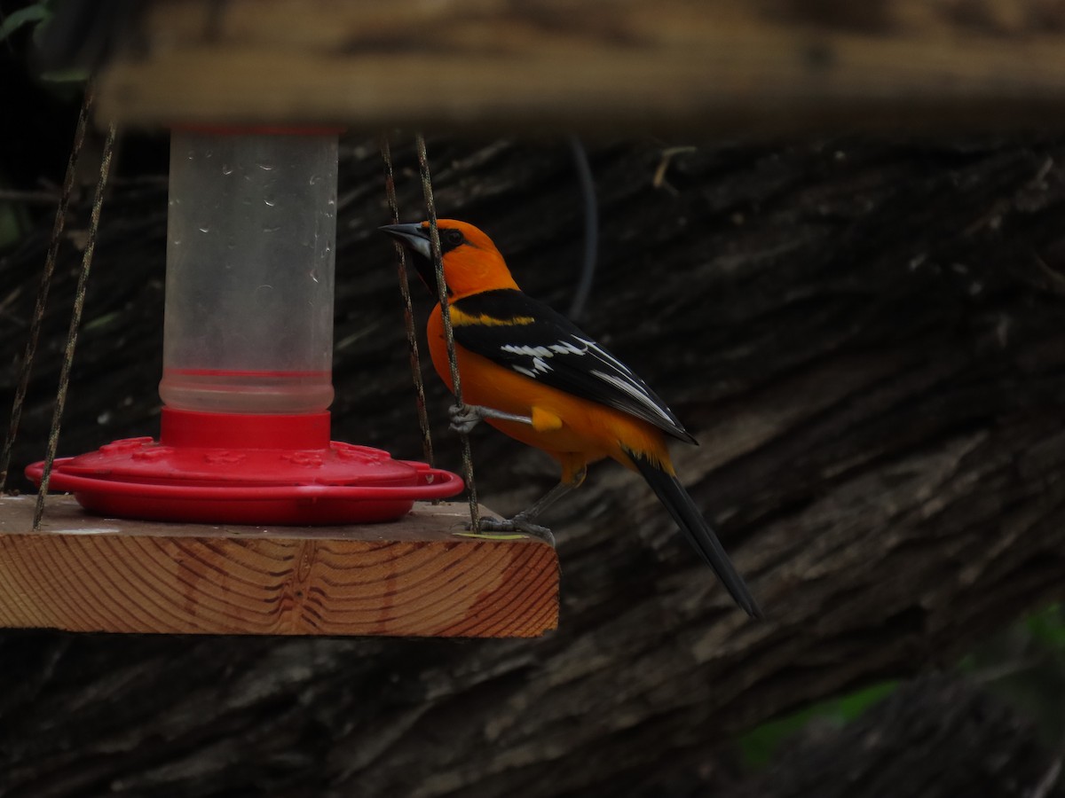 Altamira Oriole - ML646807930