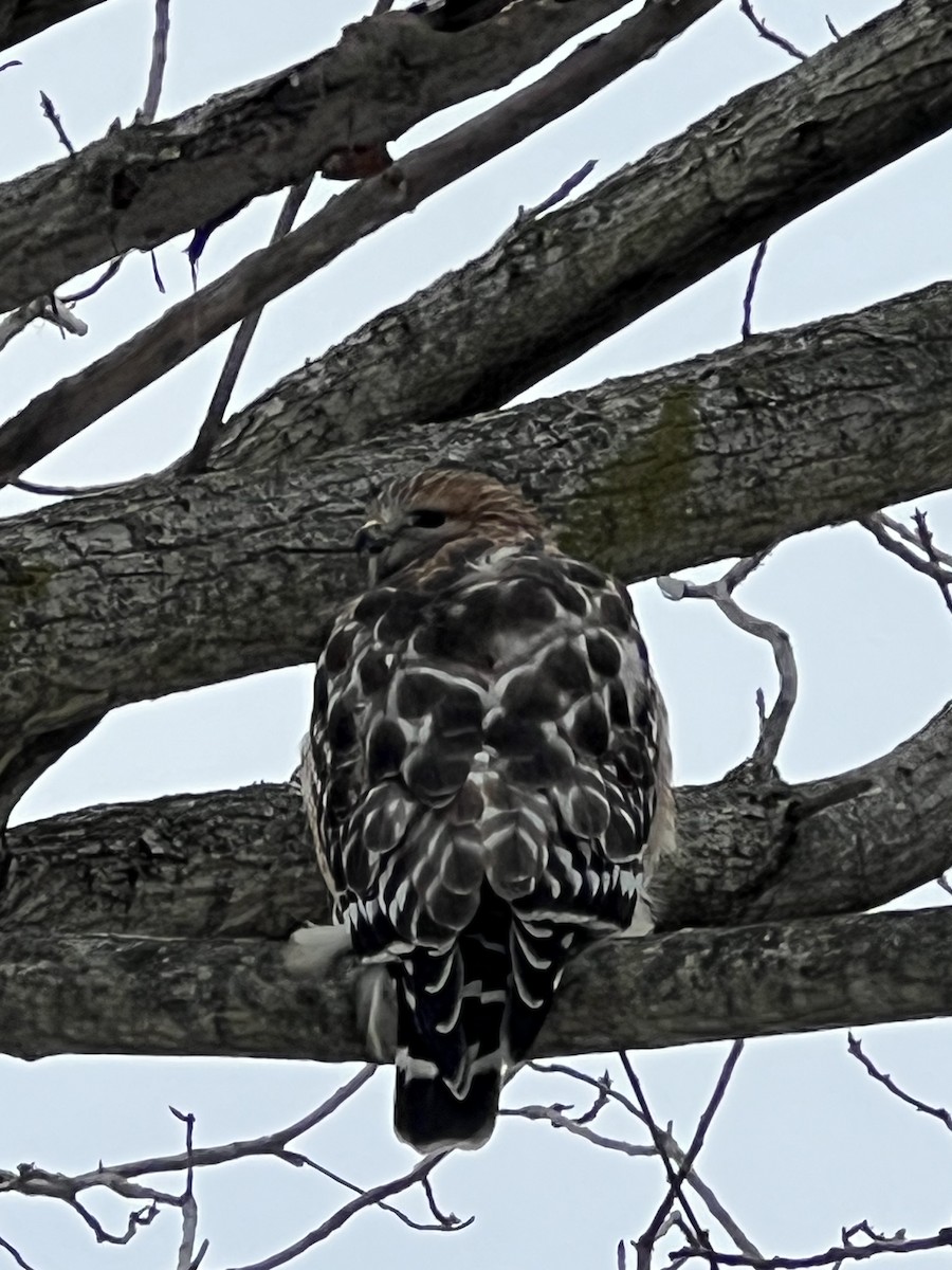 Канюк рудоплечий - ML646807933