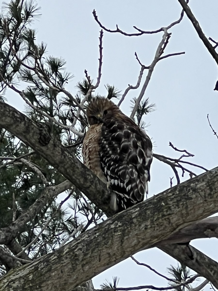 Канюк рудоплечий - ML646807935